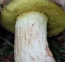 Pseudo-réseau du Bolet subtomenteux (Xerocomus subtomentosus).