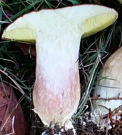 Chair rosâtre dans la moitié inférieure du pied à la coupe.