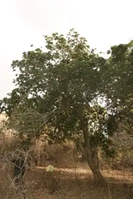 Description de l'image Xewar gi.jpg.