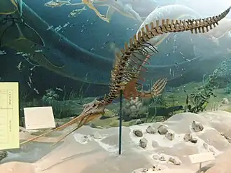 Squelette de Xiphiacetus (espèce fossile).