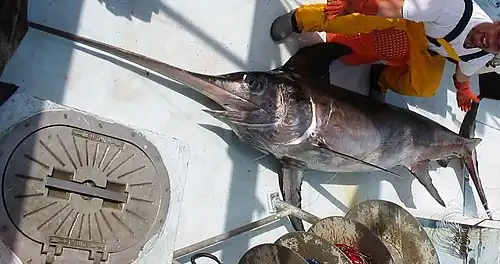 Grand espadon (Xiphias gladius) sur le pont pendant des opérations de pêche à la palangre.