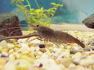 Description de l'image Yamadakuma.jpg.