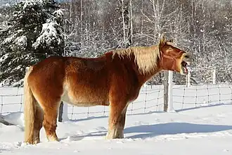 Photographie d'un gros cheval costaud de couleur surtout rousse avec des variations de couleur vers le fauve.