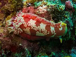 Hexabranchus aureomarginatus