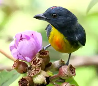 Description de l'image Yellow-rumped Flowerpecker 2.png.