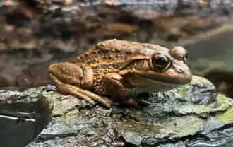 Description de l'image Yellow Spotted Frog ("Litoria" castanea).png.