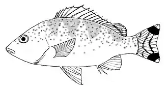 Description de l'image Yellowtail trumpeter.jpg.