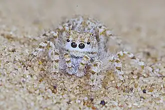 Description de l'image Yllenus arenarius front.jpg.