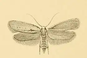 Description de l'image Yponomeuta gigas.JPG.