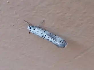 Description de l'image Yponomeuta irrorella 01.JPG.