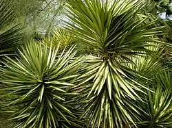 Y. aloifolia Marginata à Barcelone