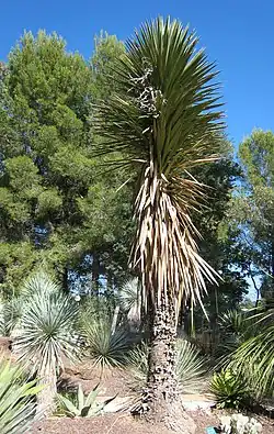 Yucca à tronc unique et inflorescence desséchée au sommet