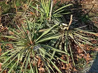 trois pieds formés de rosettes de feuilles hérissées