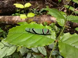 Chenille au dernier stade