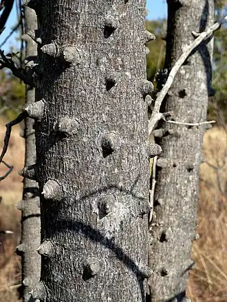 Description de l'image Zanthoxylum_capense,_stam,_Waterberg.jpg.