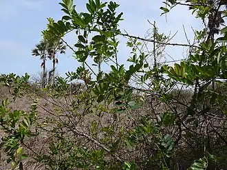 Description de l'image Zanthoxylum zanthoxyloides 0002.jpg.