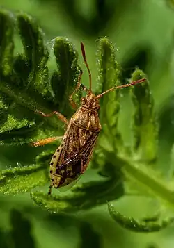 Larve de troisième stade.