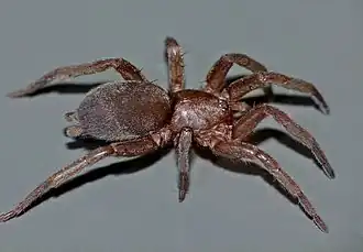 Description de l'image Zelanda sp.jpg.