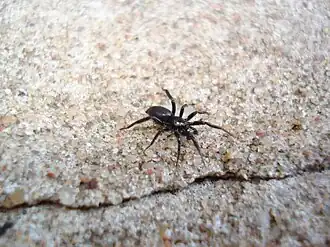 Description de l'image Zelotes latreillei 01.JPG.