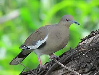 Description de l'image Zenaida asiatica.JPG.