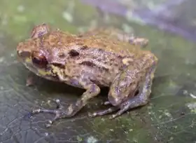 Description de l'image ZooKeys - Oreophryne parkopanorum.jpg.