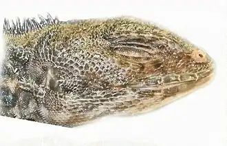 Description de l'image ZooKeys - Plica kathleenae (head).jpg.