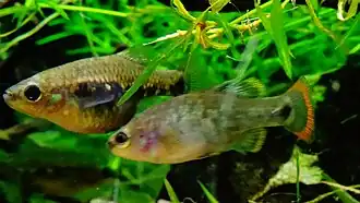 Couple, femelle à gauche.