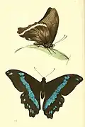 Papilio sosia (illustration)