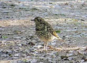 Description de cette image, également commentée ci-après