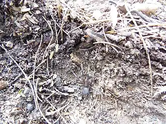 Description de l'image Zorocrates sp.jpg.