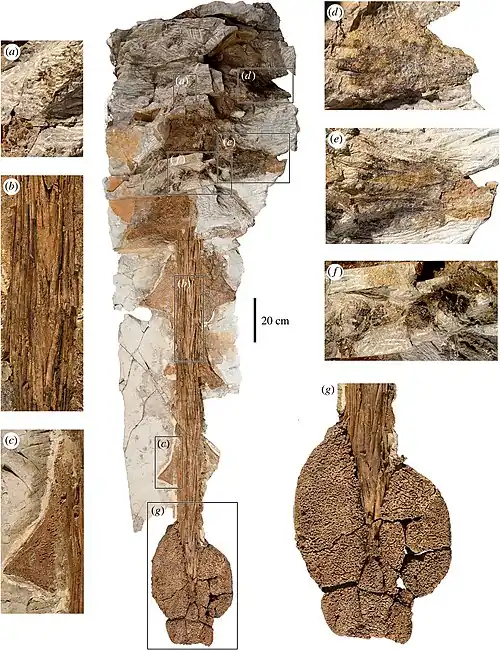 voir la légende ci-après