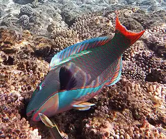 Description de l'image Zweifarbiger Papageifisch im Roten Meer..4ad orig.jpg.