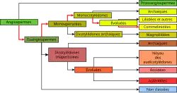"Représentation graphique de la classification phylogénétique"
