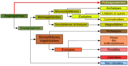 "Représentation graphique de la classification phylogénétique"