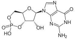 Image illustrative de l’article Guanosine monophosphate cyclique