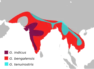 Description de l'image GypsBengalensisMap.svg.