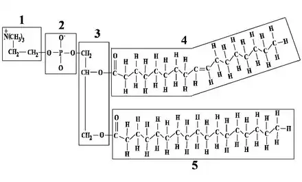 Formule développée d'un phosphoglycérolipide