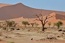 Premier plan, quelques arbres et buissons dans une plaine de sable. Certains des arbres sont mort. A l'arrière plan, de grandes dunes de sable rouge-ocre