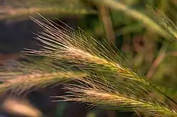 Hordeum murinum : trois épis, de plus près.