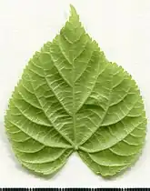 Feuille en cœur de Tilia cordata.