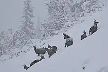 Plusieurs chamois dans la neige.