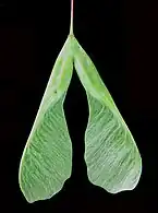 Disamare en “V” fermé de l’érable negundo ou érable à Giguère.