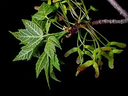 Jeunes disamares sur rameau d’érable rouge.