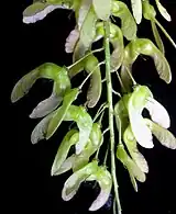 Grappe ou infrutescence de disamares d'érable à épis.