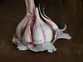 A head of garlic qui expose ses cloves (gousses)