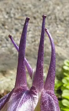 Éperons d’une fleur.