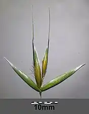 Même plante que la précédente (Avena fatua), gros plan sur un seul spigaou, avec ses deux glumes et ses deux glumelles protégeant le caryopse velu (fruit).