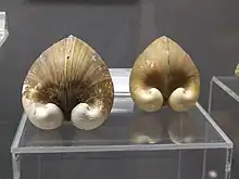 Photographie de deux coquillages en forme de croissant.