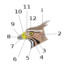 Schéma d'une tête d'aigle, avec annotations numériques des différentes caractéristiques anatomiques.