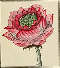 Elements of the science of botany, as established by Linnaeus; with examples to illustrate the classes and orders of his system, 1812